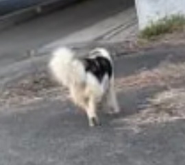 sizen_seikatu's tweet photo. 🐶目撃情報🐶 白に焦茶~黒っぽい 斑模様 中型犬
2026/5/26~27🗾栃木県 真岡市田町で
やや長毛 #斑模様 中型犬雑種 目撃されています
詳細は掲示板をご覧ください
#迷い犬 #迷子犬 #栃木県 #真岡市
https://t.co/x4WbzrblnN https://t.co/WyHsRvbwFJ