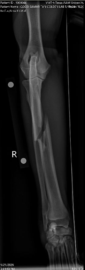 AggielandHumane's tweet photo. Right now, we know:
• Conservatively, his care could cost $2K-$5K+
• He’ll need about 2 months of recovery in foster care
• X-rays also showed painful hip dysplasia that needs attention
• He needs us now https://t.co/cbTZkIPXdp
