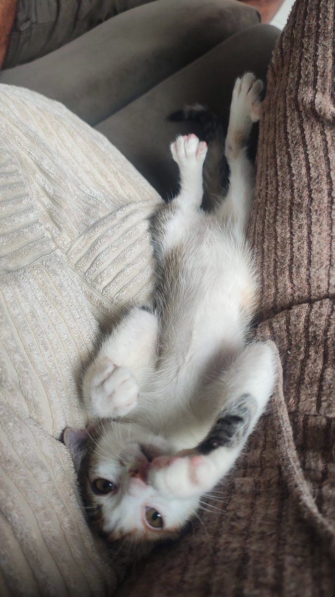 skyofkdy's tweet photo. quem acha gato frio e que odeia humanos provavelmente essa pessoa é o problema https://t.co/tcTWUTqCe7