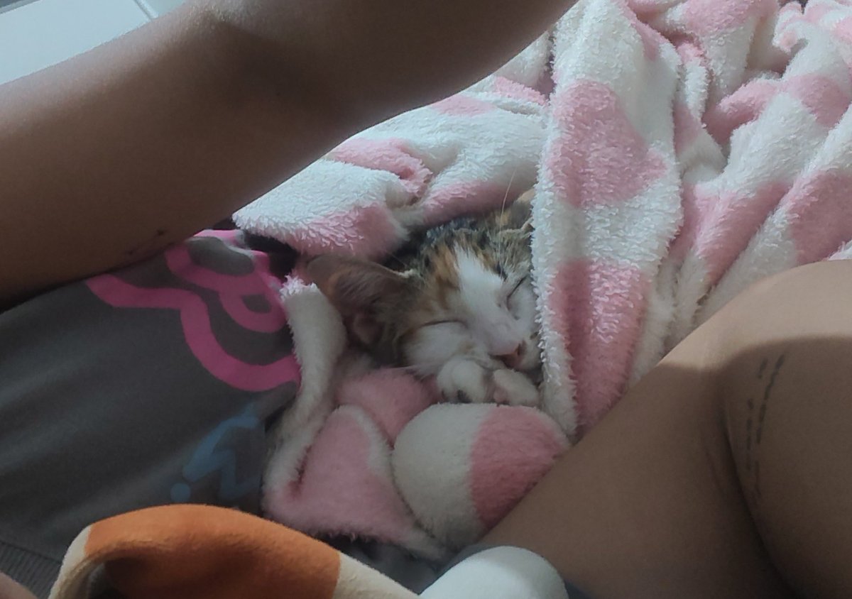skyofkdy's tweet photo. quem acha gato frio e que odeia humanos provavelmente essa pessoa é o problema https://t.co/tcTWUTqCe7