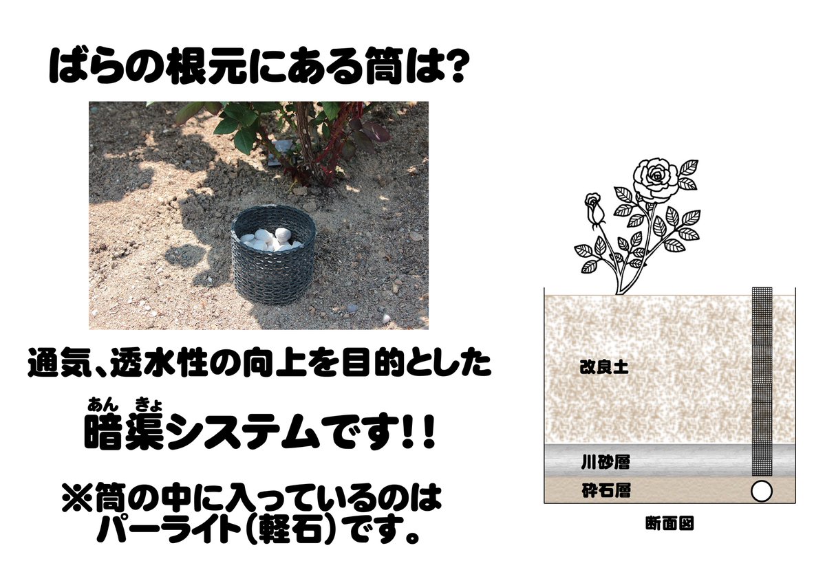 echigo_park's tweet photo. 昨日のバラの筒投稿へのコメントありがとうございました🥰
知っている方もいらっしゃいましたね！

正解は【暗渠システム】でした💡

バラ園のいたるところにあります🙌 https://t.co/fGy7Vf2QLx