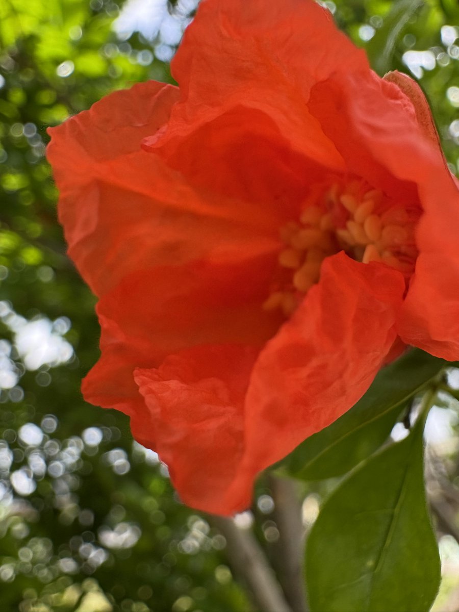 ramu3328's tweet photo. 今から　仕事開始
出勤前に庭のザクロの花の蕾たちを写してみた＾＾
今年は　いくつ実を付けてくれるかな？
#柘榴
#ザクロ https://t.co/AJS3M3N5EP