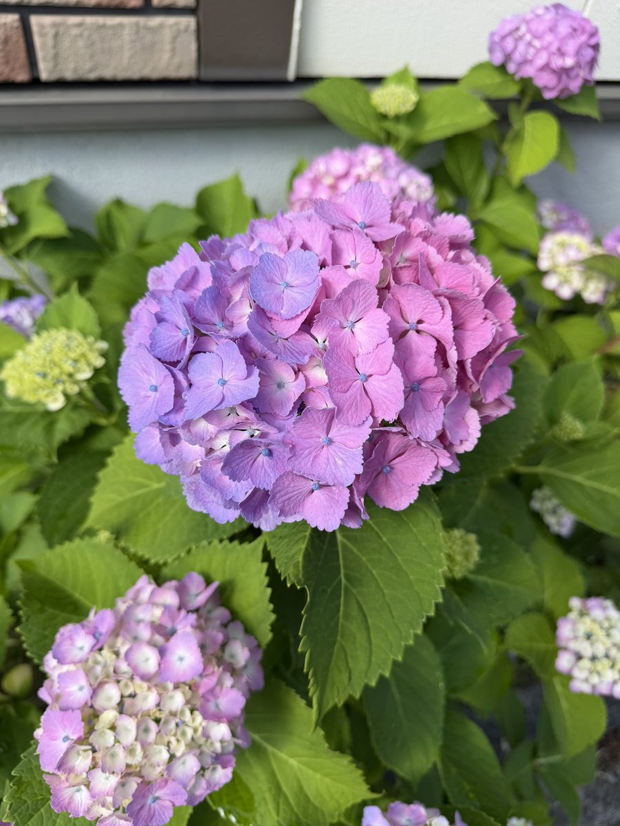 tree5670's tweet photo. わたちゃん芽がでました🌱
紫陽花がグラデーションになってた☺️
#kmix_life 
#kmix_flower https://t.co/GZKSjlOC7s