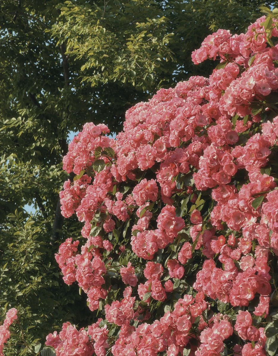 naturehealyou's tweet photo. bloom 🌸 https://t.co/aXkfj1rqx8