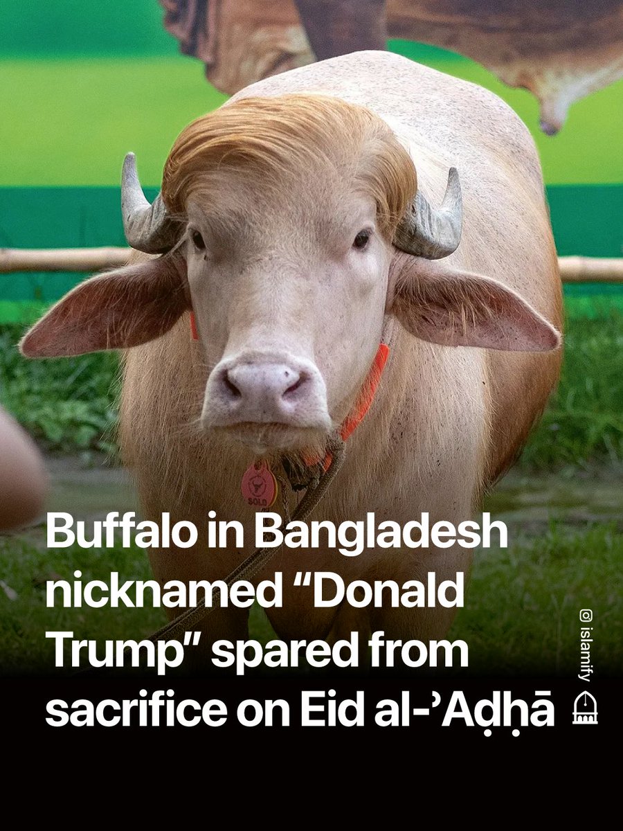 Alhamdhulillaah's tweet photo. A buffalo in Bangladesh that went viral for its resemblance to Donald Trump has been spared from sacrifice this Eid al-ʾAḍḥā.

The 700kg buffalo was put up for auction in Narayanganj, Bangladesh, and quickly became an internet sensation after being nicknamed after the US President due to its distinctive appearance.

After being sold, the animal was due to be sacrificed on Eid day. However, Bangladeshi authorities intervened to save it. The buyer was refunded, and the buffalo was relocated to the Dhaka Zoo.