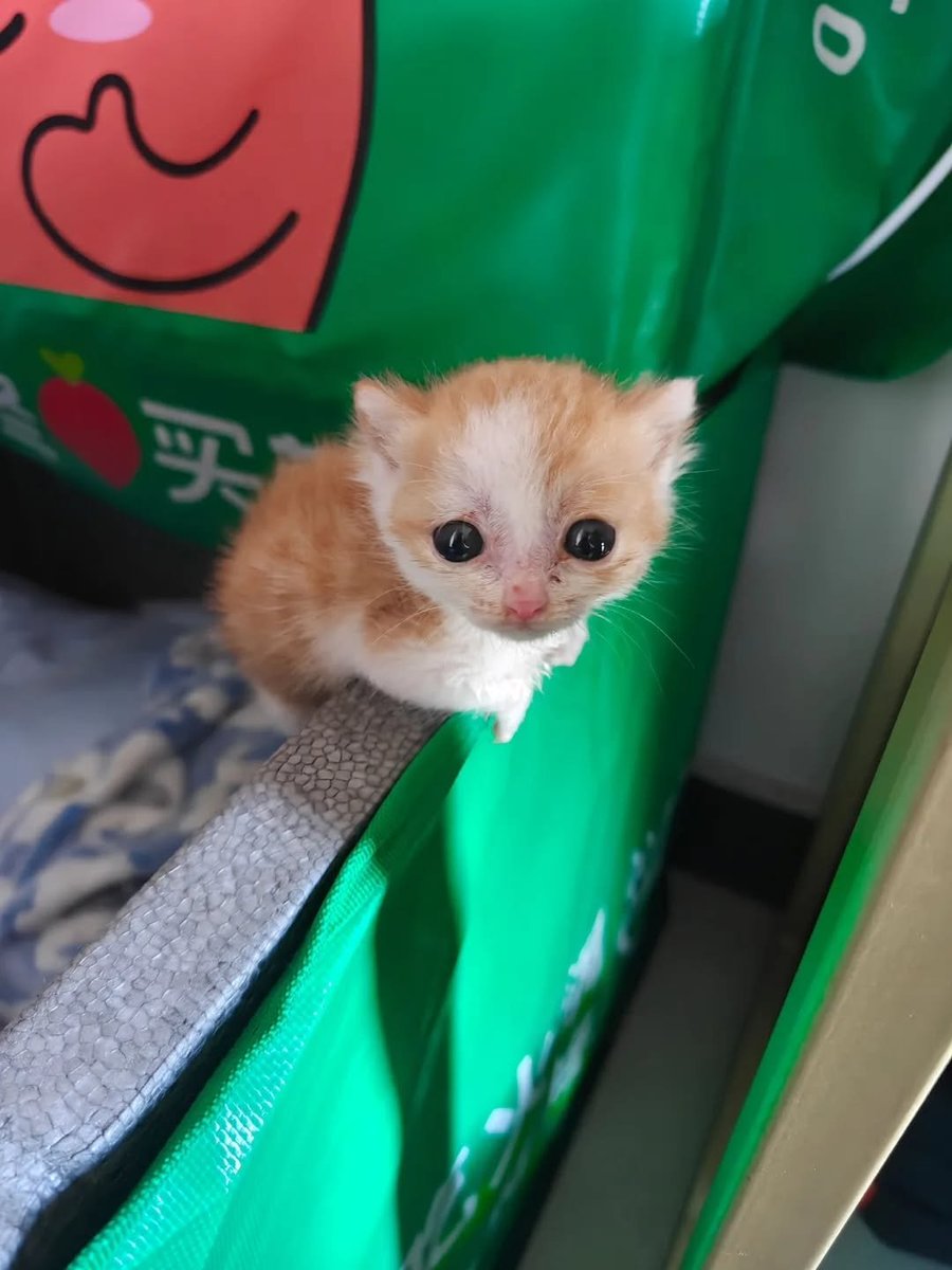 catsworldaura's tweet photo. https://t.co/6jWowFEQwU
