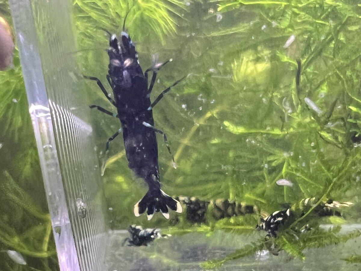 ponshrimp's tweet photo. 📣ヤフオク本日終了です🦐Diamond black https://t.co/VNovehGlDq