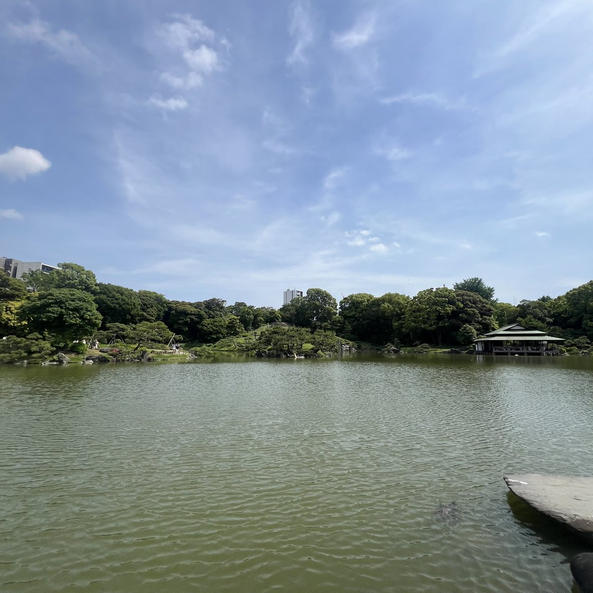 Kaz_HaraCho's tweet photo. 清澄庭園に初めて行ってきたけど、明らかにヌシサイズであろうスッポン様に出会った。ご利益あるといいけど😆 https://t.co/lhBgg6QtRK