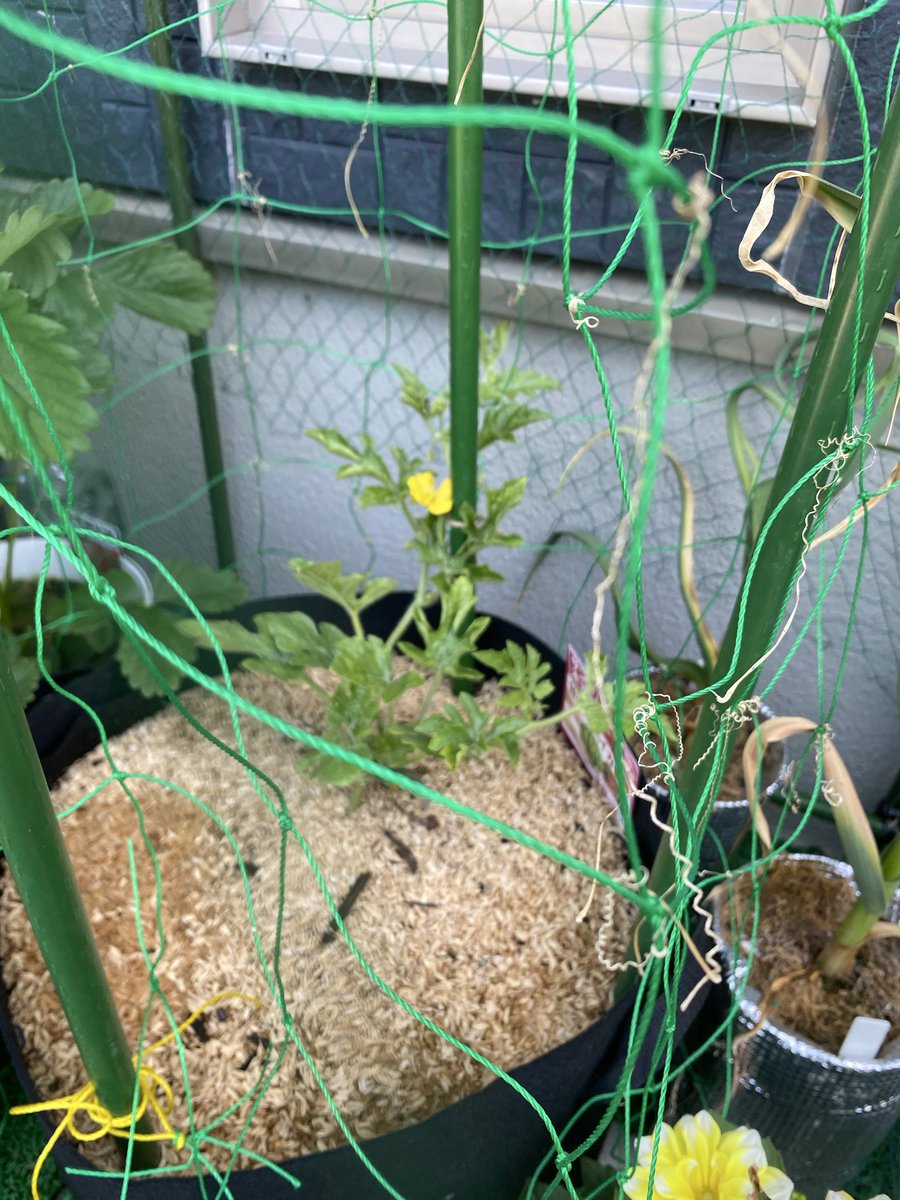 PCMAX777's tweet photo. 🍉甘小丸スイカ栽培記録

2026年5月13日 栽培開始
栽培17日目

ついに花が咲きました🌼
ツルも元気に伸びてネットに巻き付き始めています！

10ガロン不織布プランター＋籾殻マルチで育成中😊

#家庭菜園 #スイカ栽培 #甘小丸 #小玉スイカ #プランター栽培 #家庭菜園記録 https://t.co/0KSxJyc4xw