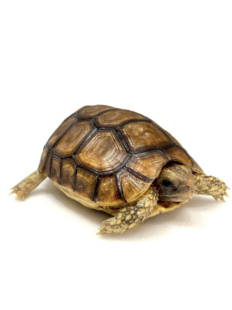 rep_elmer's tweet photo. 【新入荷】
ニシベルセオレガメ

当店初登場のベルセオレ🐢
甲羅と柄のキレイなコをセレクトしてきました😊
オスメスいますのでお早めにどうぞ✨

お問合せはフォロー後にDM📩にて🙏🏻

#ベルセオレガメ #ニシベルセオレガメ
#ジャングルハンター
#ジャングルハンター大阪 #ジャングルハンター京都 https://t.co/WKPlCcGS2H