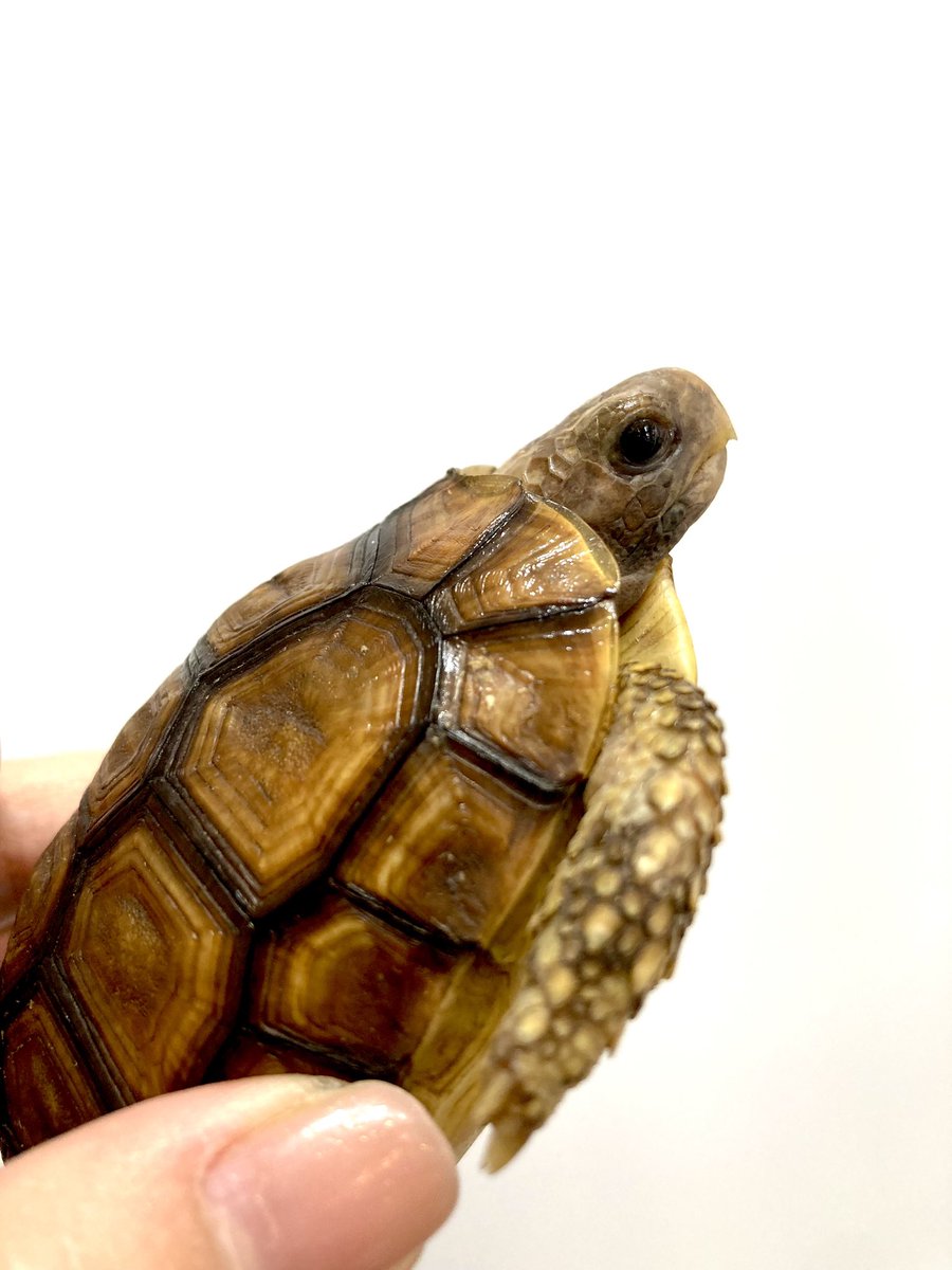 rep_elmer's tweet photo. 【新入荷】
ニシベルセオレガメ

当店初登場のベルセオレ🐢
甲羅と柄のキレイなコをセレクトしてきました😊
オスメスいますのでお早めにどうぞ✨

お問合せはフォロー後にDM📩にて🙏🏻

#ベルセオレガメ #ニシベルセオレガメ
#ジャングルハンター
#ジャングルハンター大阪 #ジャングルハンター京都 https://t.co/WKPlCcGS2H