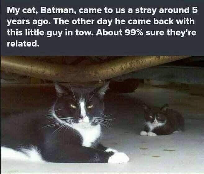 Cats and Kittens tweet media