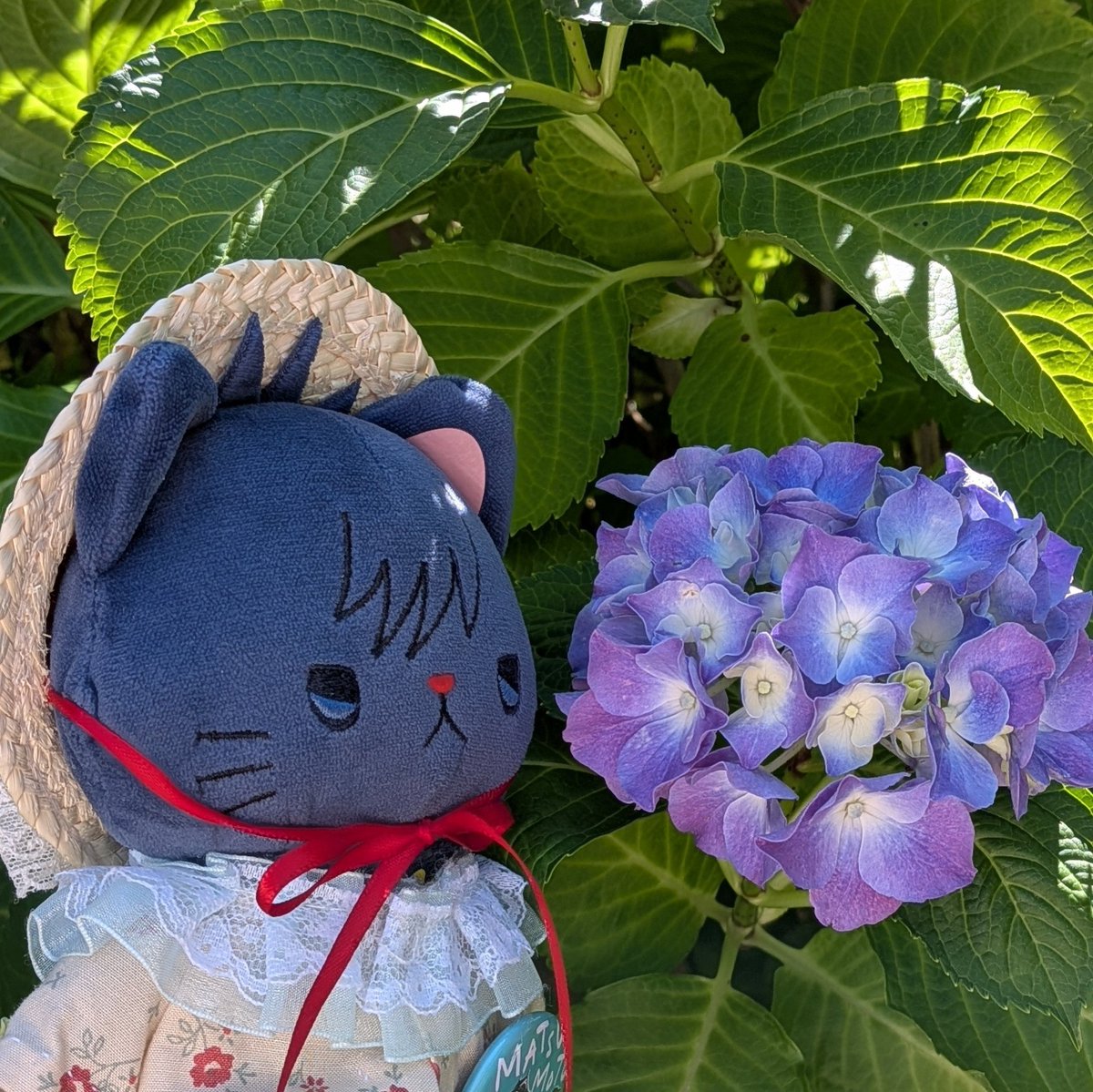 coco21158's tweet photo. 「おはようございます　きょうはとてもてんきがいいですね　おにわのあじさいがさきはじめました」 https://t.co/bU5rVxGkkQ