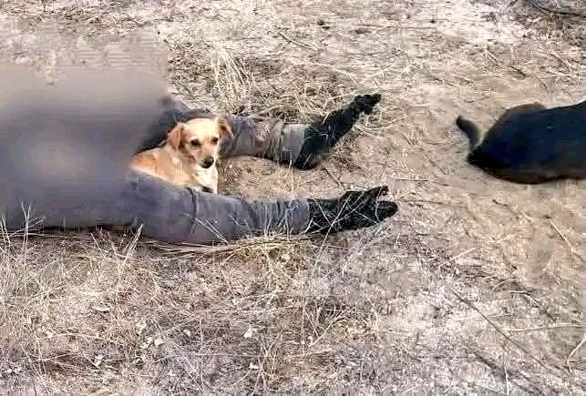 LordSalmonOnce's tweet photo. Colonia La Pasión
La Paz
Baja California Sur
#Mexico 
"Un amigo fiel no conoce el abandono… ni siquiera en el último adiós"
💔🐾 https://t.co/9uI5LoUrQC