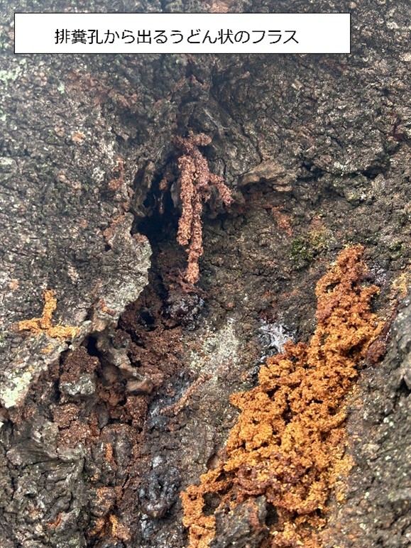 u_biodiversity's tweet photo. #クビアカツヤカミキリ ⚠️
＼こんな木くず，見たことありませんか？／
サクラ・ウメ・モモの木の根元に
👉「うどんのような木くず（フラス）」が出ていたら要注意！
これは，木の中で幼虫が食害しているサインです。
見つけたら環境保全課へご連絡ください！
▼詳細はこちら
https://t.co/8X7fEMuuSS https://t.co/QWL3KmA5k5
