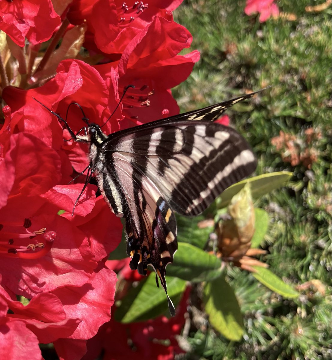 StefFive5's tweet photo. Saw this beauty a few times today in my yard.🦋 #butterflies https://t.co/sHfOkSI7Y8