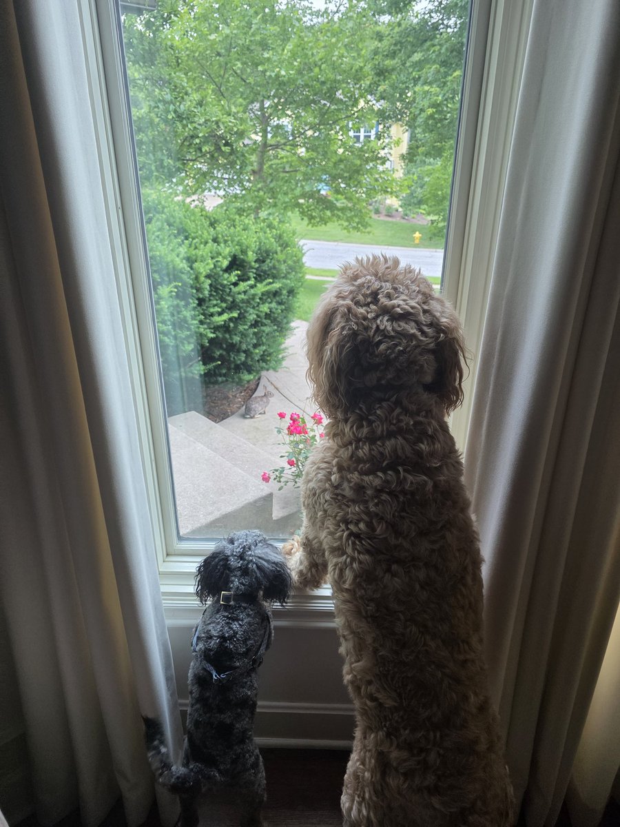 RugbyWing's tweet photo. @AuclairsDad My two are waiting, or watching a rabbit https://t.co/iexZJaCOUp