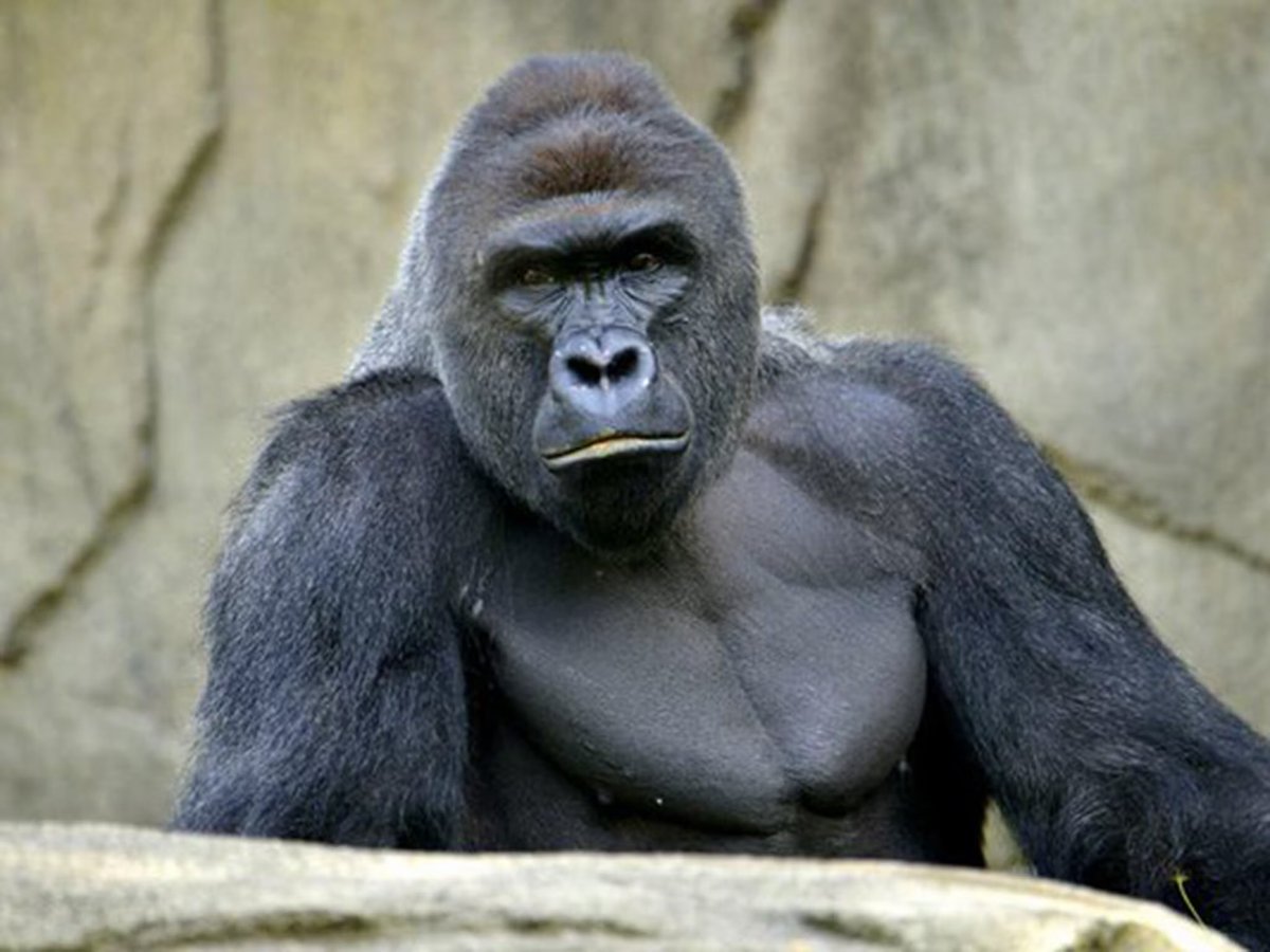 J_philly92's tweet photo. On this day 10 years ago, we lost a true icon. Harambe wasn't just a majestic creature; he became a symbol of strength, unity, and a cultural phenomenon that brought people together like nothing else before or since.
They say legends never truly die because their memory lives https://t.co/t0HUOB4y6z