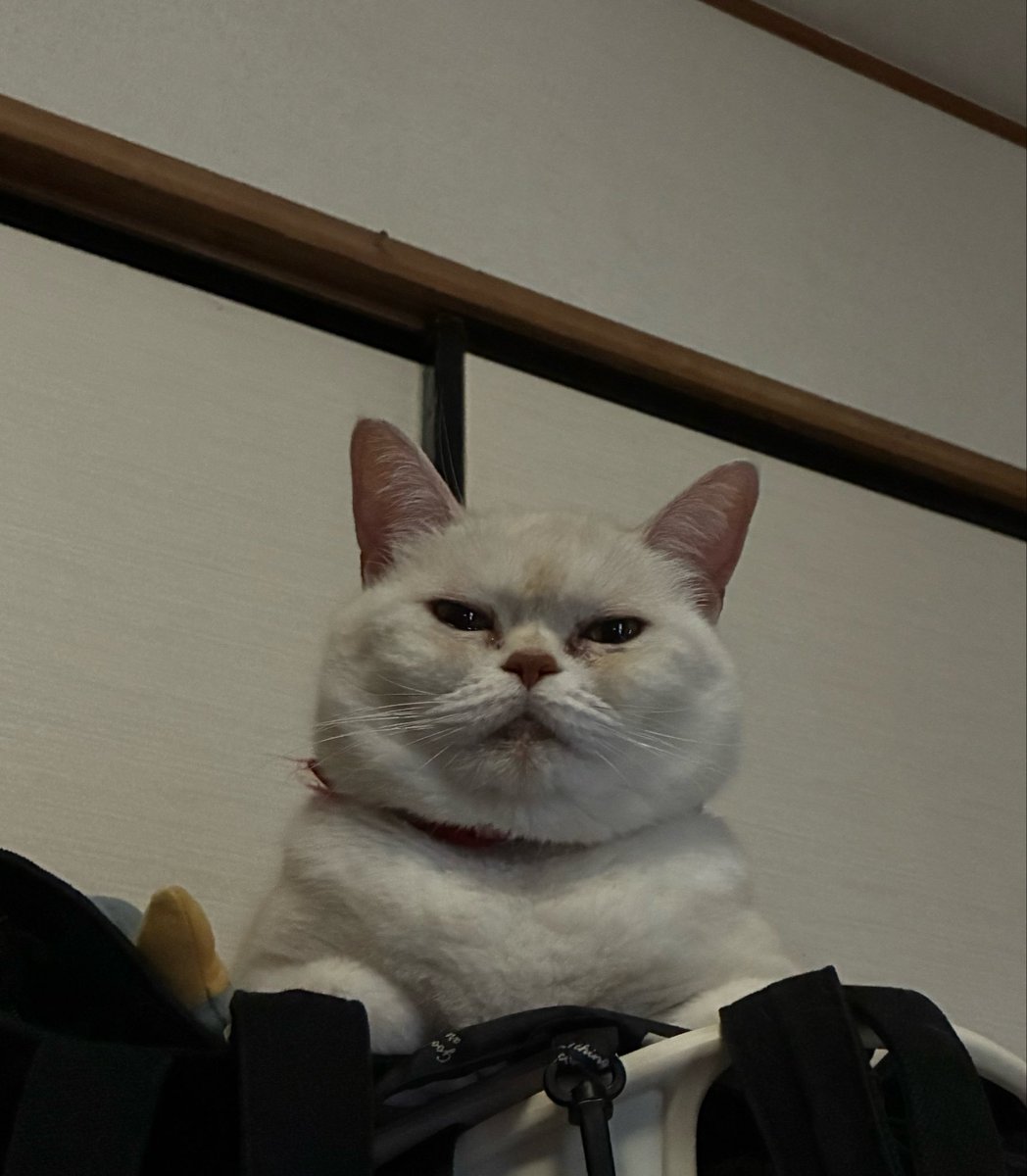 singerocci's tweet photo. 😼｢うえからめせんです。｣
 #ねこどん  #ちうかまん坊や https://t.co/JGA0yk2D0h