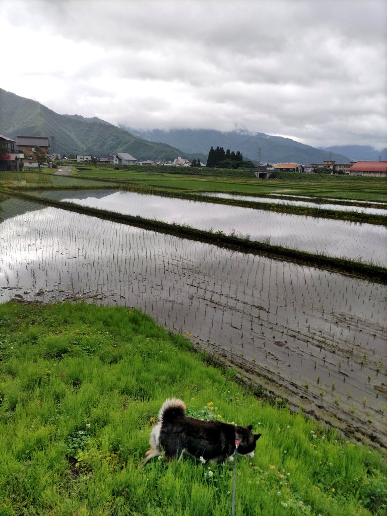 SunValley_H's tweet photo. おはようございます！今朝の六日町は雨がまだポツポツですが涼しくて過ごしやすいです。
🦁首位キープ！カナリオｫｫｫ！
涼しい中🦮散歩へ。きれいに苗が植えられた田んぼがとても綺麗です。🦮は道端の🌱をガブガブ食べてました。うまいのか(ﾟДﾟ)ﾊﾃ?
本日もよろしくお願いします！ https://t.co/KPnM9MFYXR