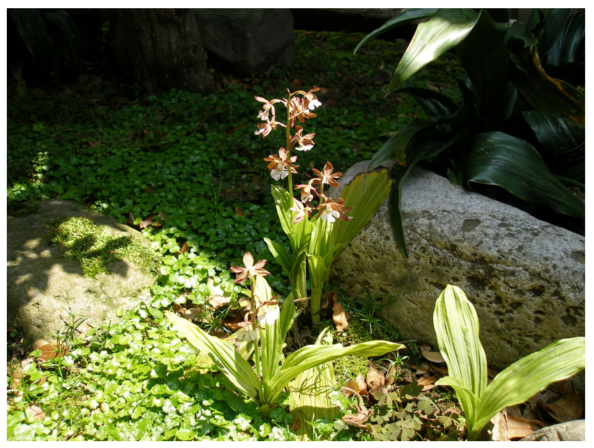 iwanapapa's tweet photo. エビネ。毎年この時期になると芽を吹く。地味だが好きな花。同じ時期に冬眠から眼を覚ます動物が、写真を撮る自分を窺っています。何だか解りますか？ https://t.co/9tDUSEF221