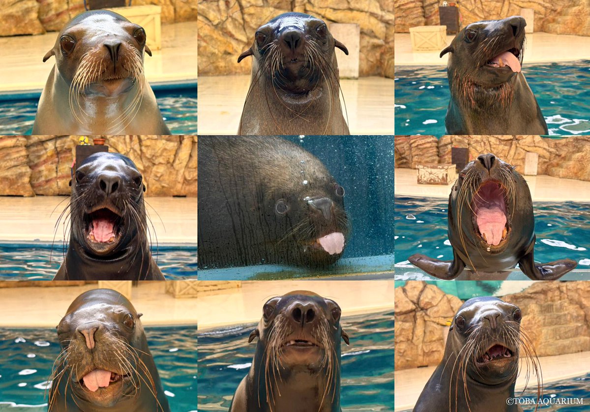 鳥羽水族館（TOBA AQUARIUM） tweet media