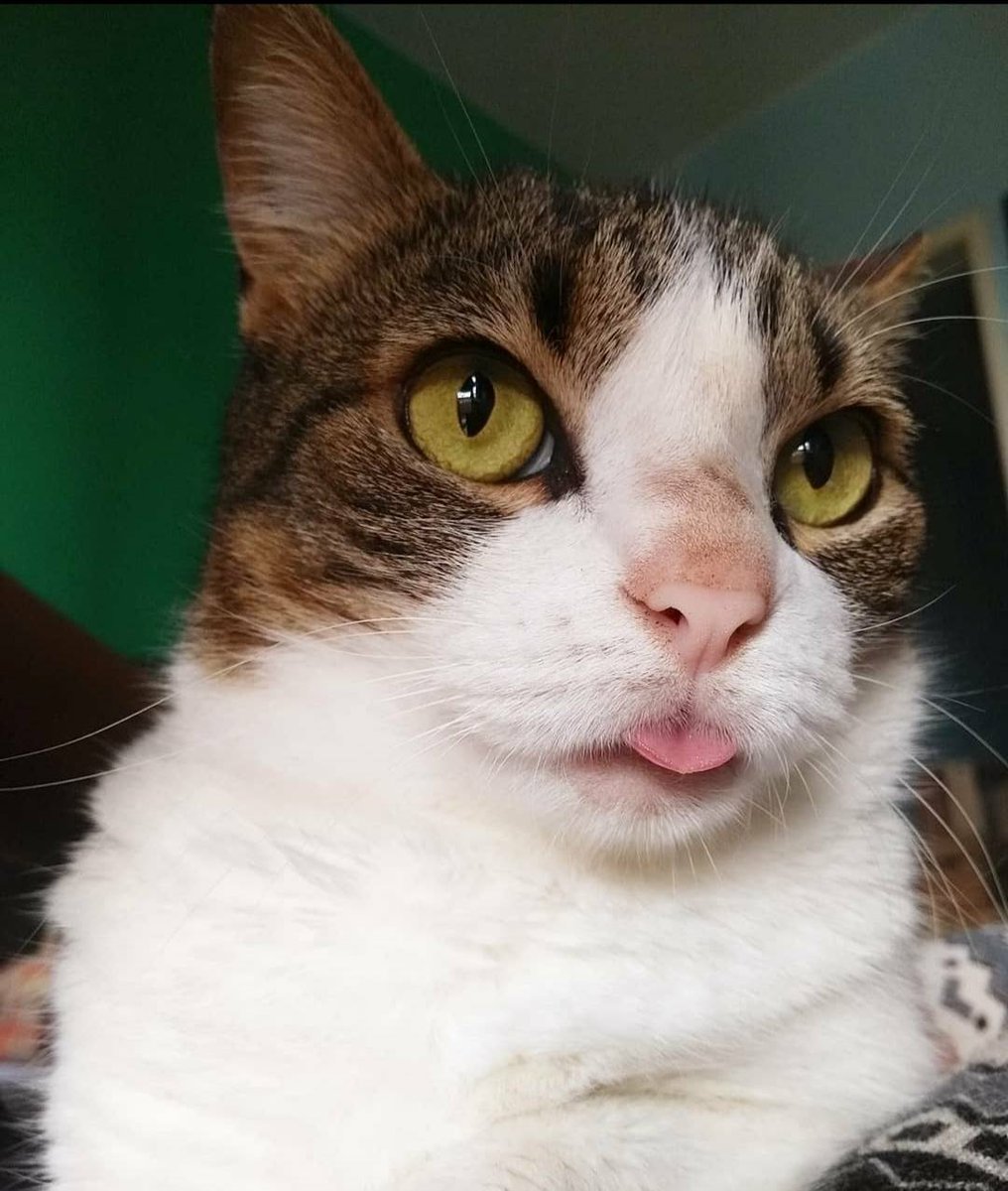 chicorinha_'s tweet photo. "como a prisci aguenta ficar sem te beijar ?"

Foto 1, nariz quase sem pelo, dermatologista avaliou e era pelos beijos
Foto 2, bem melhor após (diversas tentativas de) autocontrole https://t.co/W4MOHoPZRO