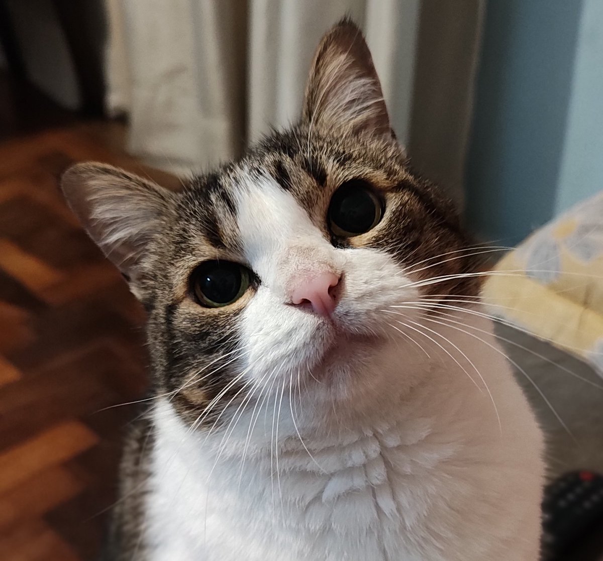 chicorinha_'s tweet photo. "como a prisci aguenta ficar sem te beijar ?"

Foto 1, nariz quase sem pelo, dermatologista avaliou e era pelos beijos
Foto 2, bem melhor após (diversas tentativas de) autocontrole https://t.co/W4MOHoPZRO