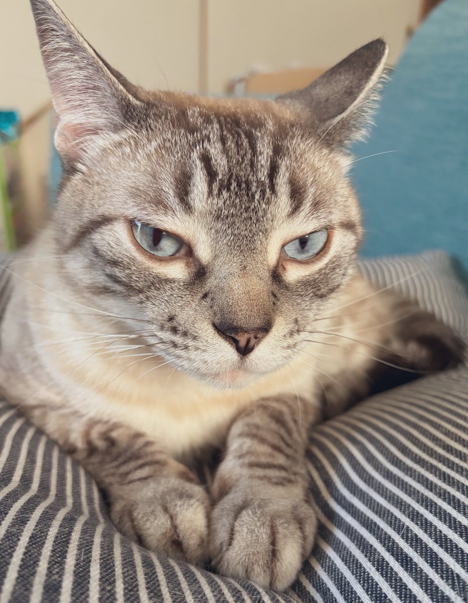 mono3moki's tweet photo. 腫瘍の結果も良性で、術後の前足も良くなってきたから一安心🐱 https://t.co/8pwbWPxZmS