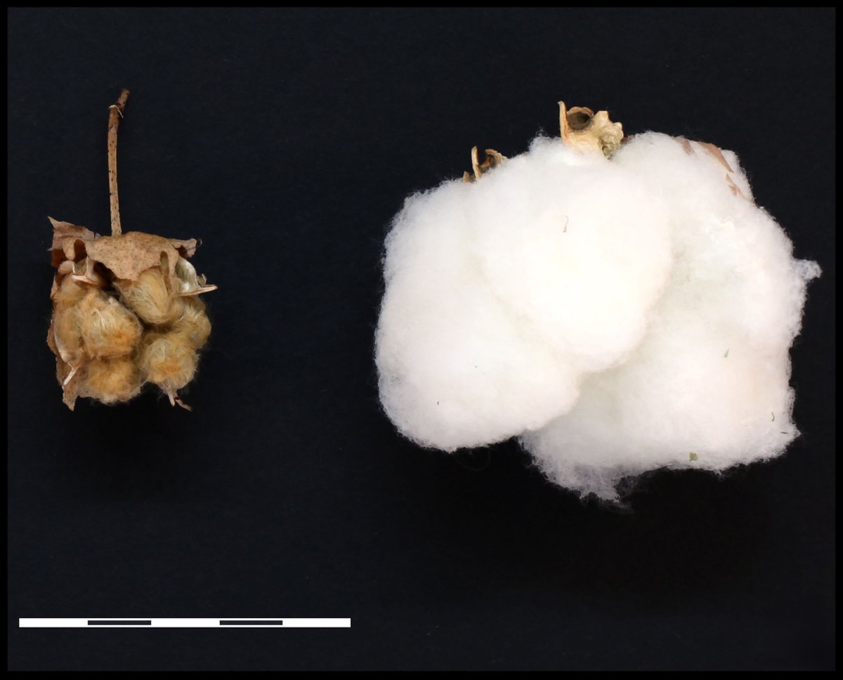 PNASNews's tweet photo. A study of wild cotton identifies the Yucatán Peninsula of México as the site of domestication for both perennial forms and later annualized cultivars. The process entailed long-term accumulation of mutations, rather than rapid changes. In PNAS: https://t.co/nlc5Ms4REg https://t.co/WLroR0v6rd