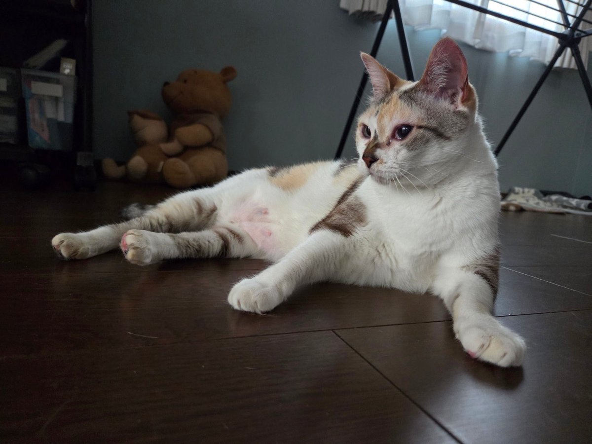 おはようございます🌞 今日はサッちゃんと一緒に寝てました😸 久しぶり
