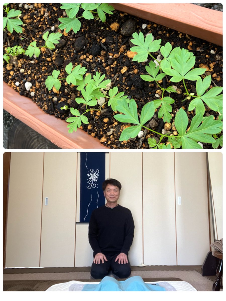 up_kenjo's tweet photo. 今朝は曇りですが午後から晴れそうですね。玄関前の『ふうせんかずら』が伸び始めました🌱
本日は午前、午後とも一枠ずつ整体のご予約お取り出来ます。一週間の疲れをリセットして、スッキリした体で週末を迎えませんか？お気軽にプロフィールのリンクからどうぞ✨
#整体 #新潟市 https://t.co/sa81do6Ida