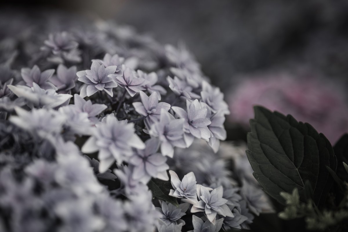 takuya_photo_x's tweet photo. 紫陽花 https://t.co/BMq5UdpSa5