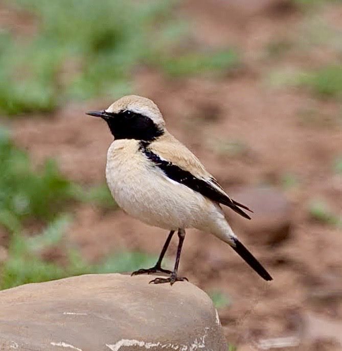 Hamidmoroco's tweet photo. Desert Wheatear, 
one of the top target species on our 7-day Birding tours to the High Atlas &amp; Sahara  next autumn 2026
Private &amp; scheduled tours available.
WhatsApp: +212 676 041 059
📧: moroccobirdingtrips@gmail.com
https://t.co/yLSxqjrhYy
#BirdsSeenin2026 #moroccobirdingtrips https://t.co/niXdFvhq2u