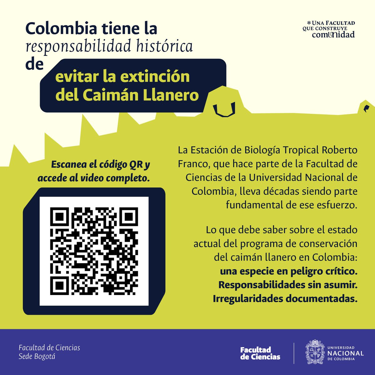 CienciasUNALBog's tweet photo. Colombia tiene la responsabilidad histórica de evitar la extinción del caimán llanero.
La Estación de Biología Tropical Roberto Franco, que hace parte de la Fac. de Ciencias de la @BogotaUNAL, lleva décadas siendo parte fundamental de ese esfuerzo.
👇
https://t.co/bX0Hc5tXJo https://t.co/4lb3wtzeix