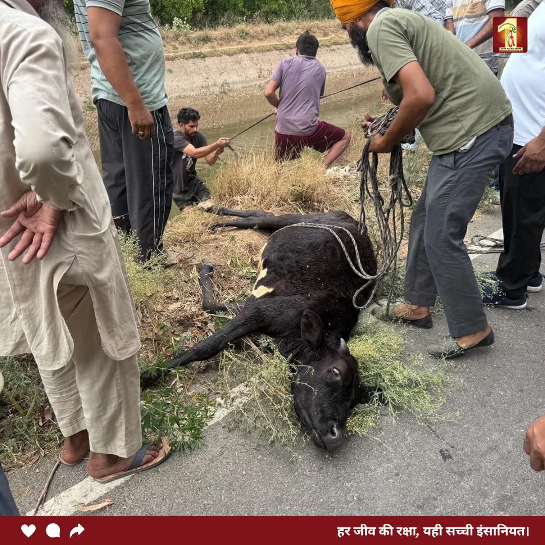 Dera Sacha Sauda tweet media
