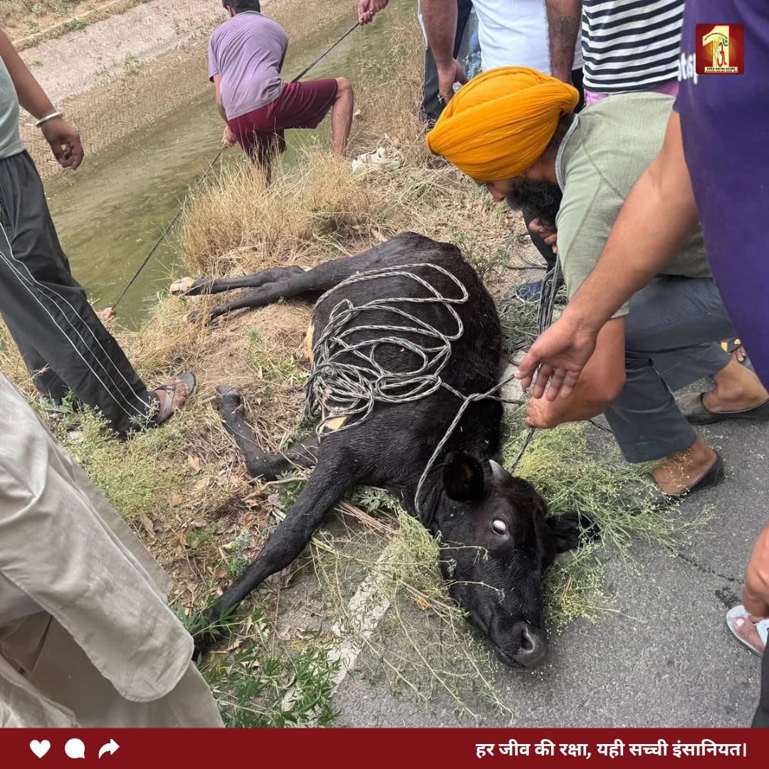 Dera Sacha Sauda tweet media