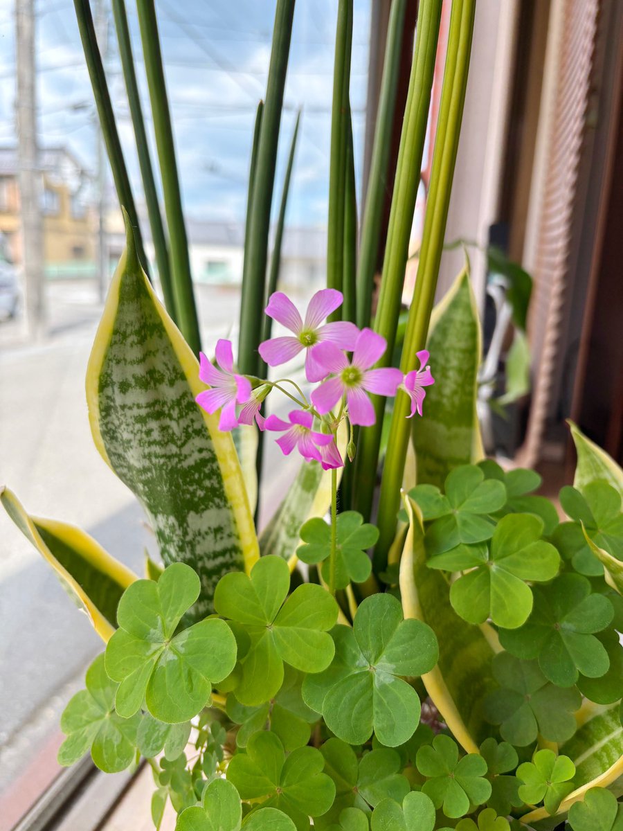 decoshobara's tweet photo. 7年半前に開店祝いで貰った寄せ植え
ずっとクローバーだと思ってたらお花が咲いてカタバミだと分かって激アツ！ https://t.co/iF6YdNtCFP