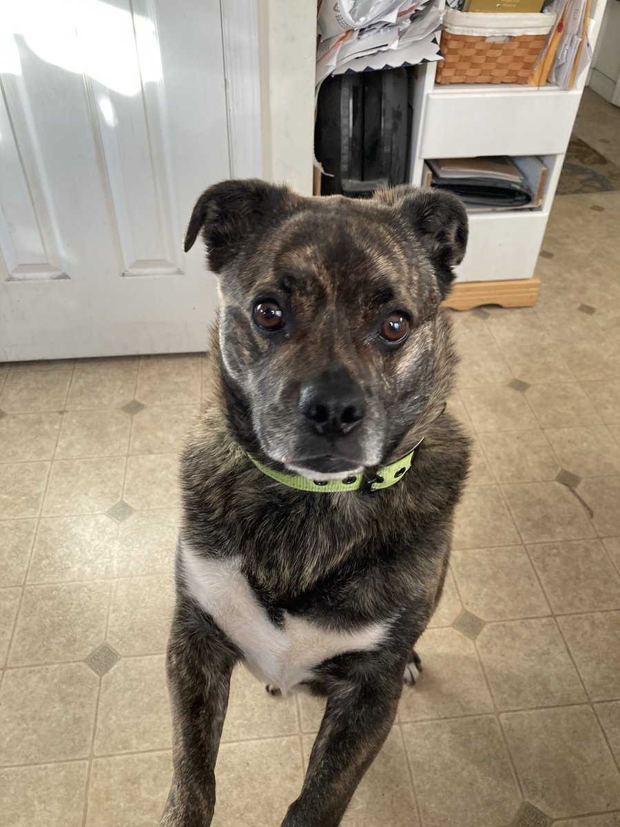 EdMcque's tweet photo. @Halo_chains Excellent thread. My dog, Marble, is very popular among the local kids. We live near a school and often cross with drop off/pickup. The kids,  bus drivers, teachers all call out to him. He’s super friendly is always accepts their love. Let the kids pet the dog. https://t.co/SvkxKReH7u