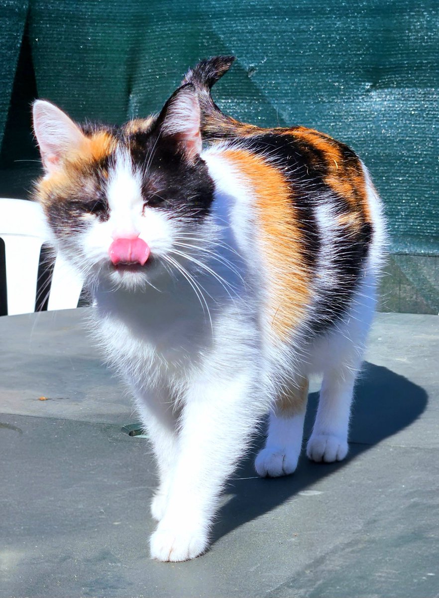Tara__Clay's tweet photo. Ma Tartine a disparu dans la nuit de lundi à mardi .
C'est un chat d'appartement, elle ne va qu'au jardin et la pauvre là, est seule dehors alors qu'il fait une chaleur pas possible.

J’ai tellement peur qu’il lui soit arrivée malheur 💔

Je veux que ma fille revienne vite 😢 https://t.co/X0c3AGP4Yd