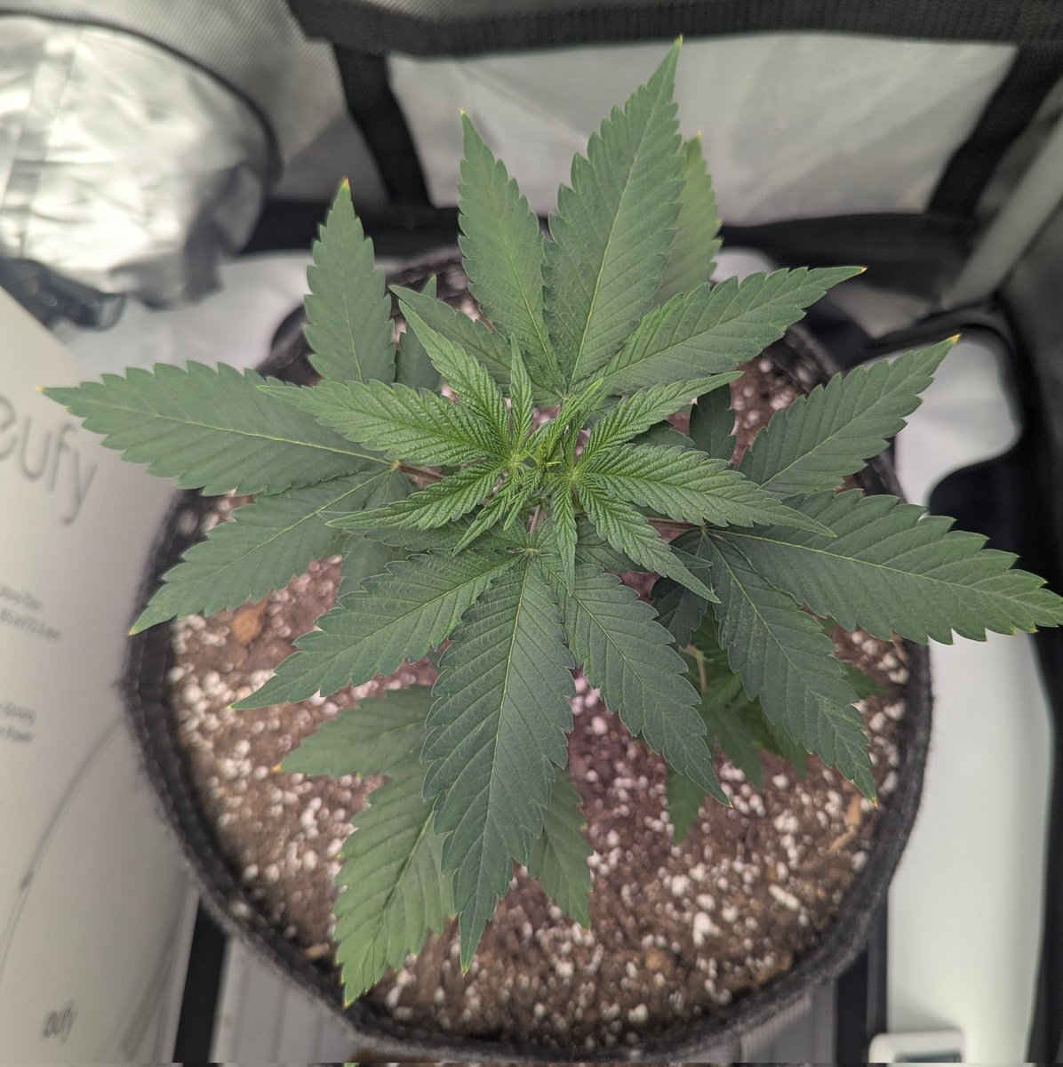 neplants's tweet photo. Master Kush ~4 weeks 🌱✌️ https://t.co/pYtCyC2HuC