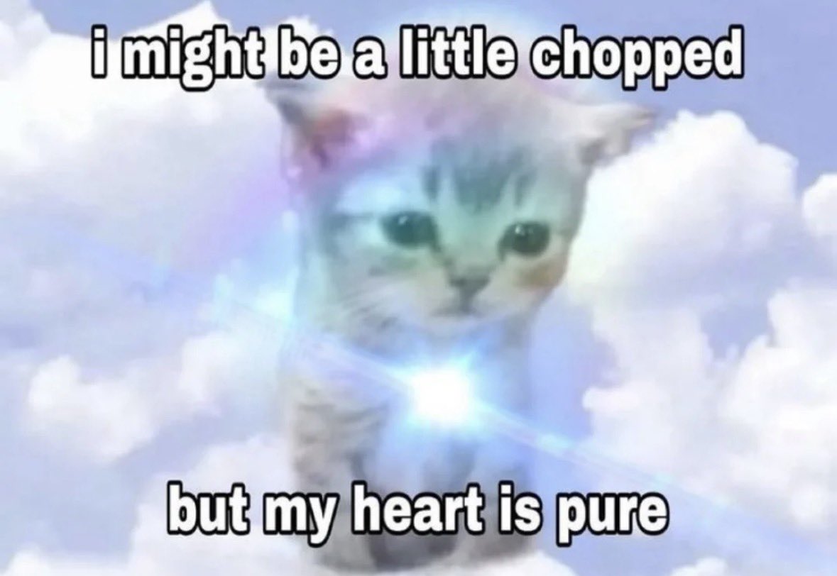 LiterallyMeCats tweet media