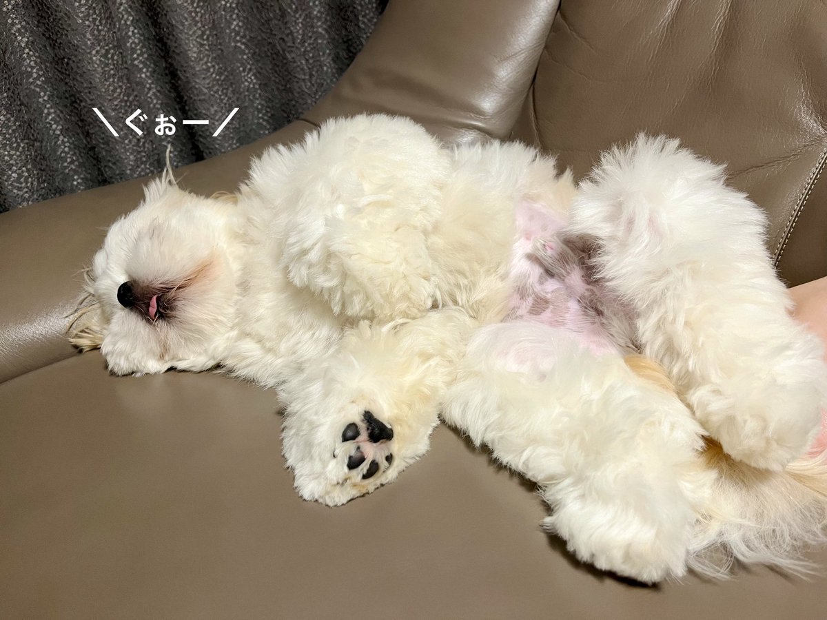シーズーのオラフくん🐶 tweet media