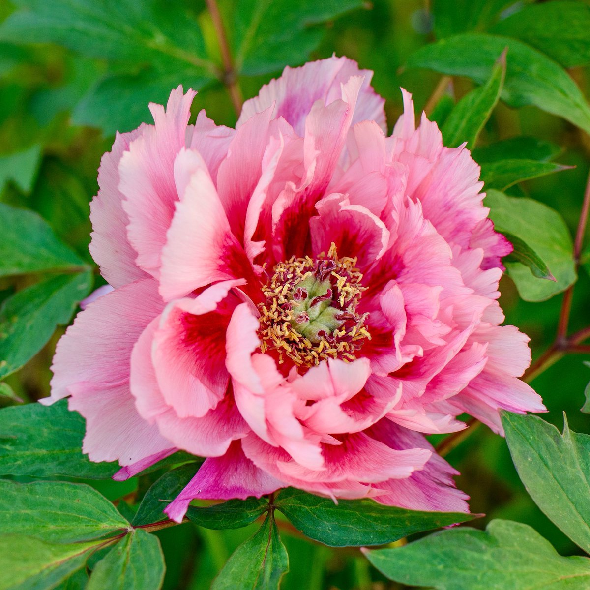 VenetiaJane's Garden tweet media