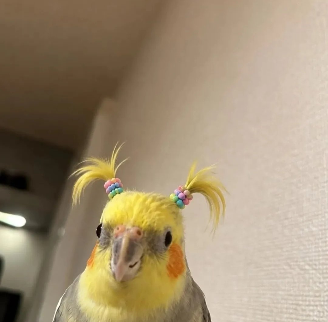 ʜᴏʙɪ ᵇᶥᵅˢᵉᵈ tweet media