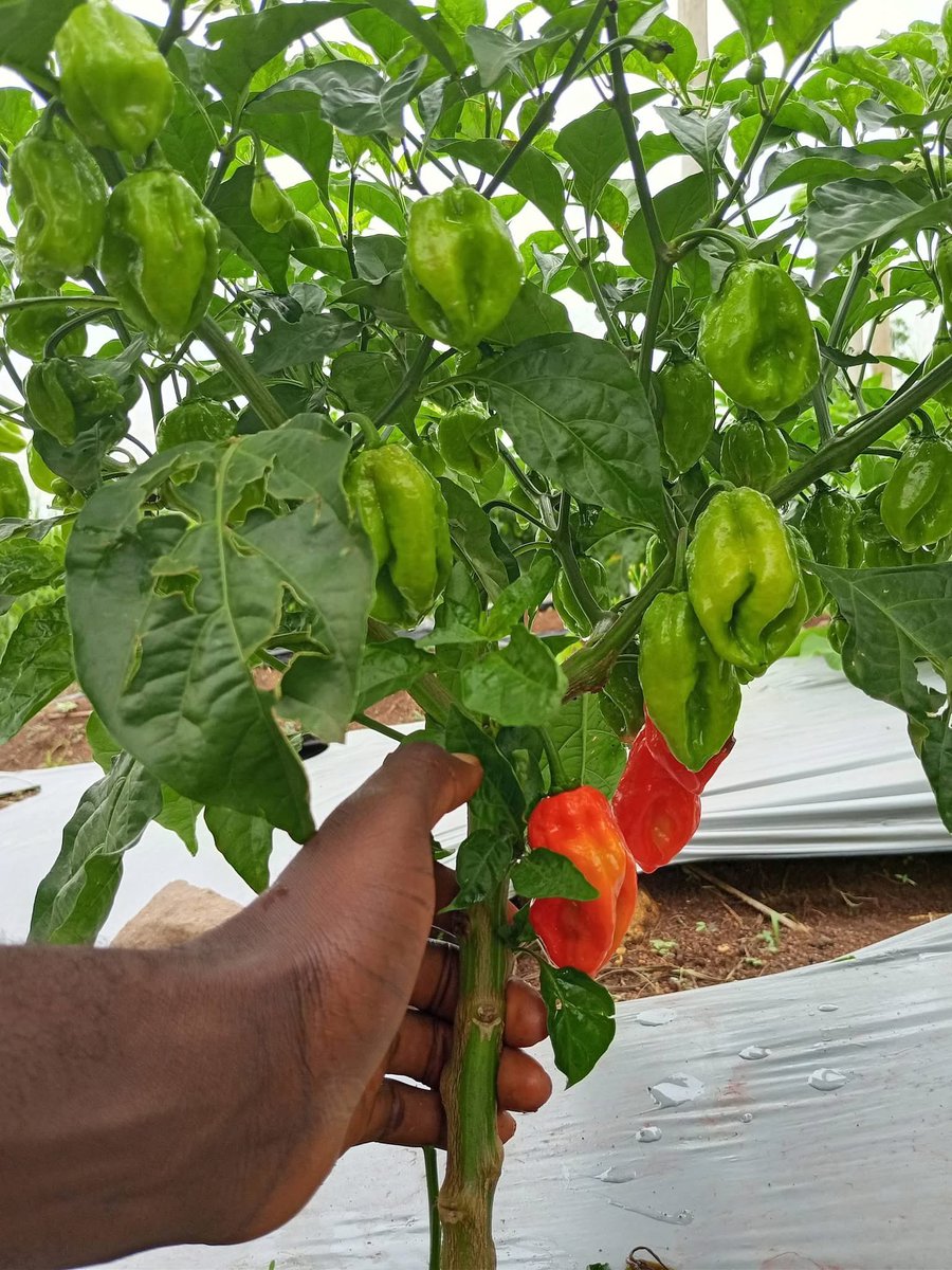 naijafemalefarmer tweet media