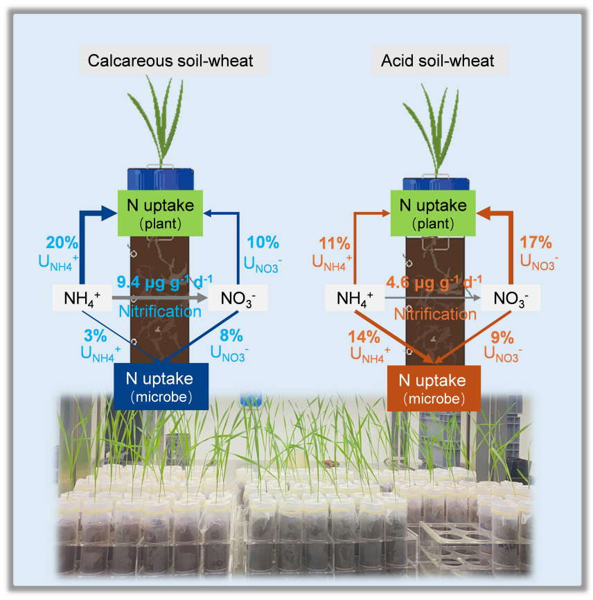 NEWCommunityNEW's tweet photo. Using 15N tracing, this study shows that soil pH can reshape plant-microbe competition. Wheat dominated N uptake in calcareous soil, while microbes competed much more strongly in acid soil.

A new look at how pH controls crop N use.

Read more:
https://t.co/aD8jqmbugk https://t.co/ZjnEYsoNyB
