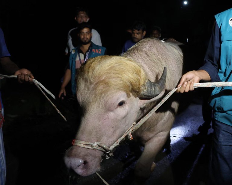 okenjeet's tweet photo. Blond Bangladeshi buffalo nicknamed ‘Donald Trump’ saved from Eid sacrifice – NEPS News https://t.co/XK6MnpQrr5 https://t.co/F9NyEpYIni