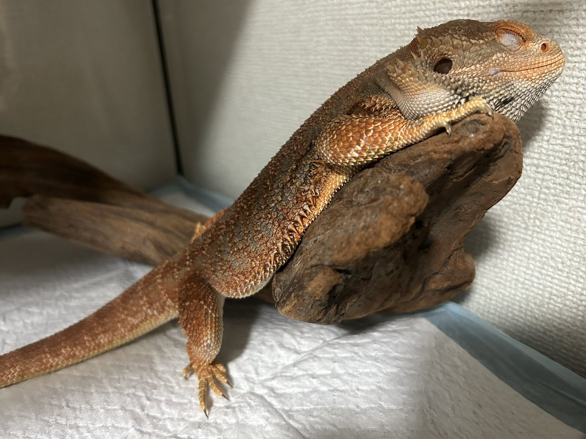 フトアゴヒゲトカゲ
