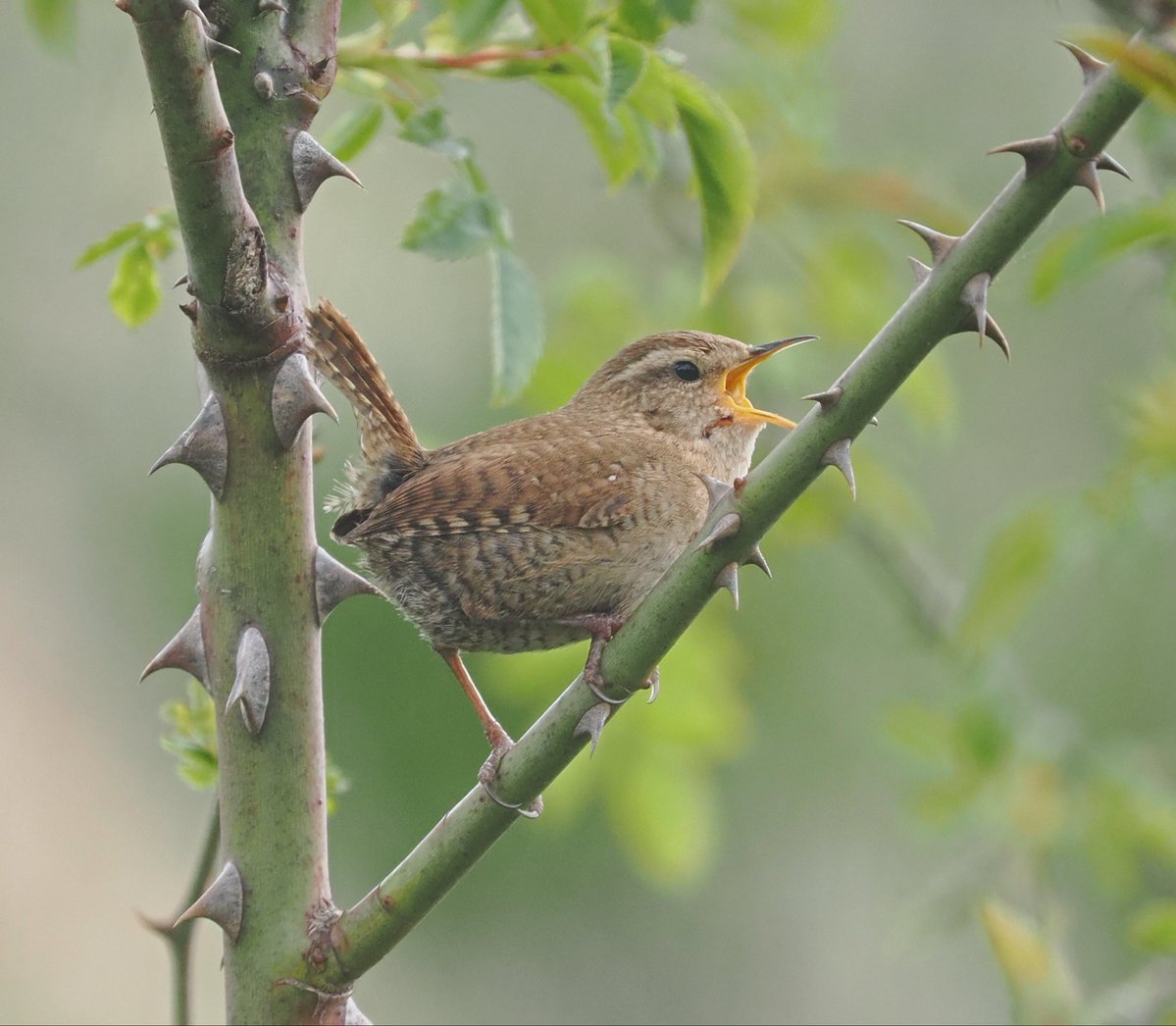 MikeCSmiffy's tweet photo. Wren at full volume in scrub at the bottom of Whin Hill at RSPB Minsmere 

#bird #birds #birdphotography #ukwildlife #wildlife #wildlifephotography #nature #NaturePhotography
@Natures_Voice @BTO_Suffolk @suffolkwildlife @NatureUK @Britnatureguide @BBCSpringwatch https://t.co/8LDxPJOj3E